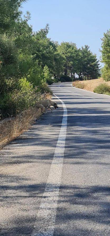 Menderes Şaşal Köyü Resimleri 7