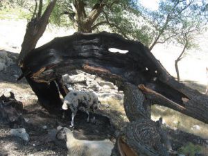 Afyon Dinar Çapalı Köyü Resimleri