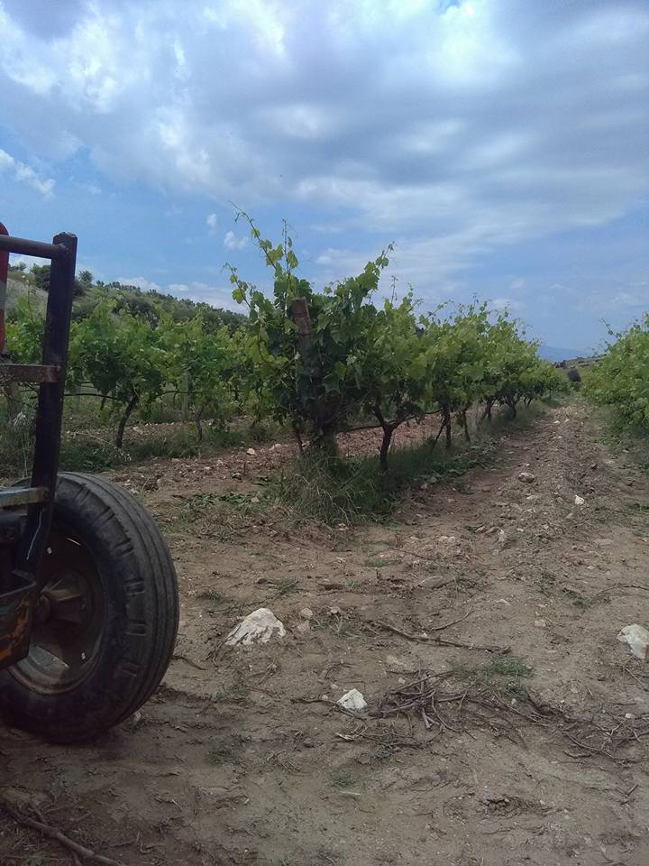 Alaşehir  Gülpınar  Köyü Resimleri 4