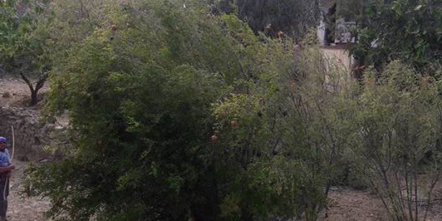 Alaşehir Gümüşçay Köyü Resimleri