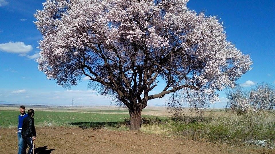 Afyon Emirdağ Daydalı Köyü Resimleri 22