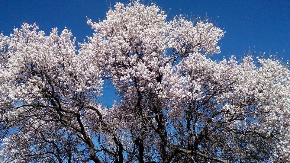 Afyon Emirdağ Daydalı Köyü Resimleri 5