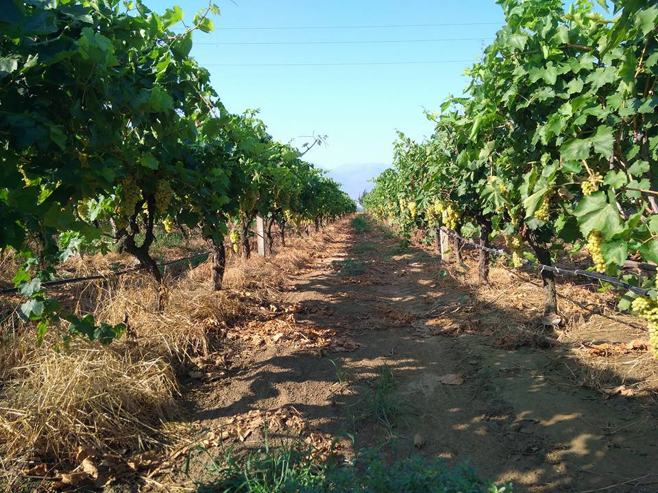 Alaşehir Işıklar Köyü Resimleri 1