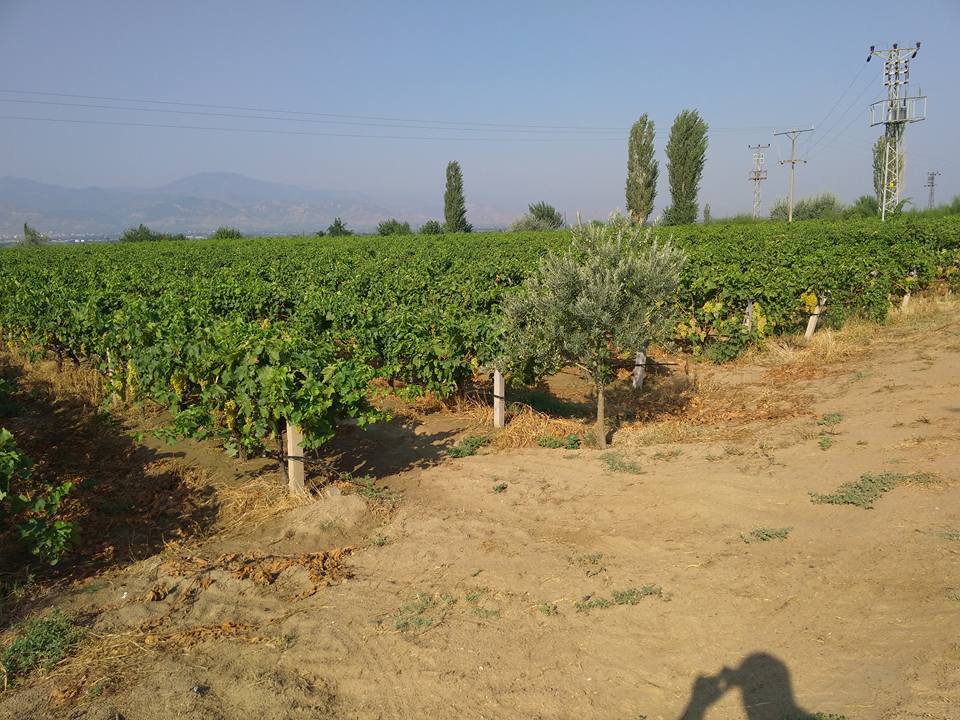 Alaşehir Işıklar Köyü Resimleri 2