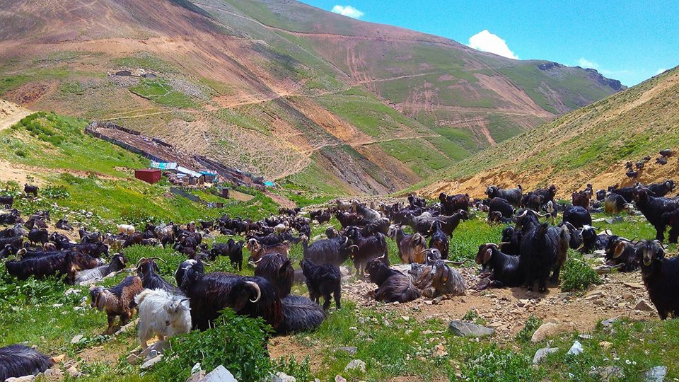 Gümüşhane Akçakale Köyü Resimleri 8
