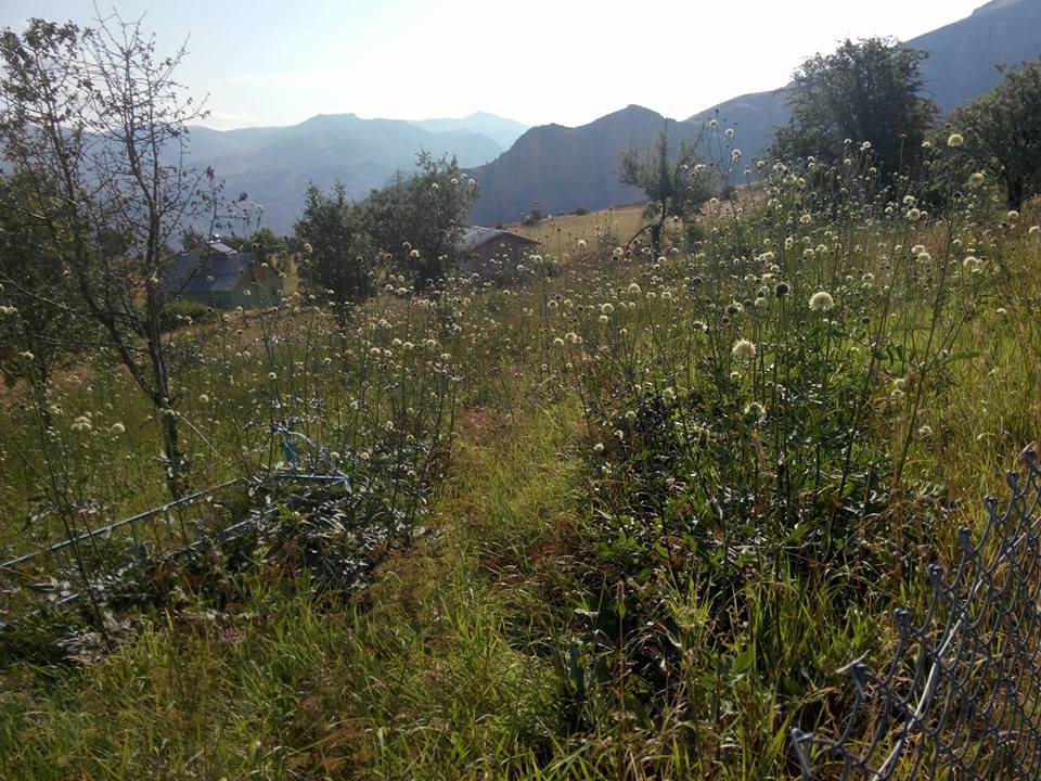 Gümüşhane Akgedik Köyü Resimleri 2