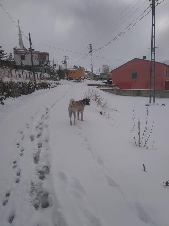 Gümüşhane Akçahisar Köyü Resimleri 2