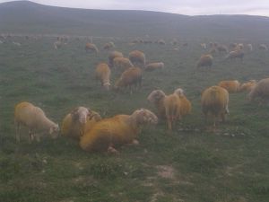 Afyon Emirdağ Karaağaç Köyü Resimleri