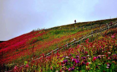 Gümüşhane  Alçakdere  Köyü 3