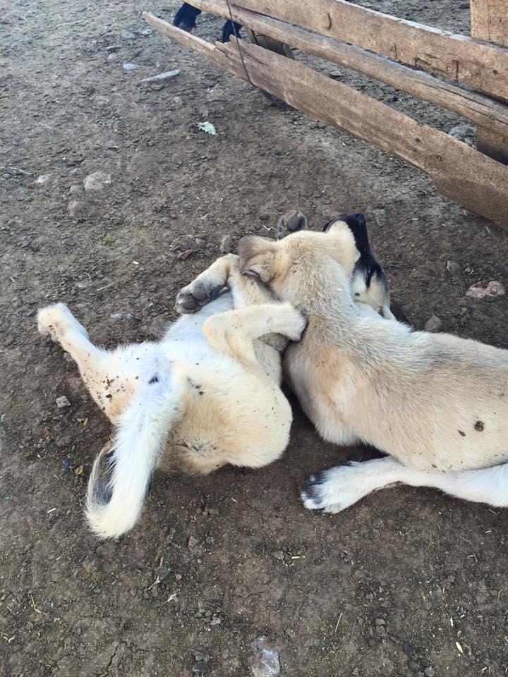 Afyon Emirdağ Türkmen Köyü Resimleri 3