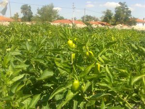 Afyon Emirdağ Ümraniye Köyü Resimleri