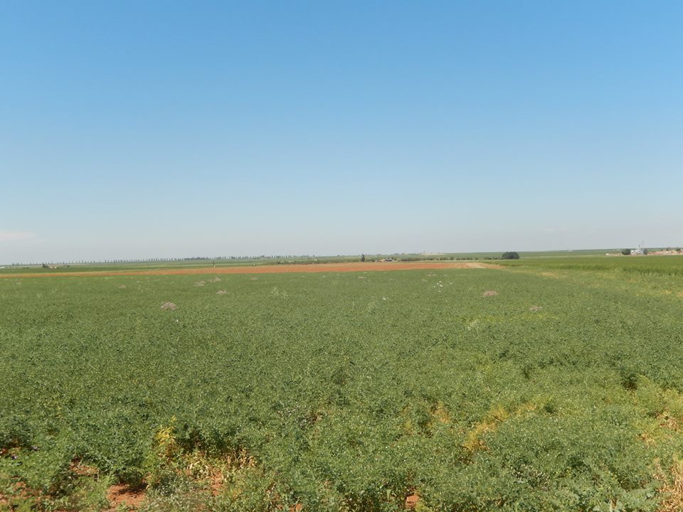 Kızıltepe Çağıl Köyü Resimleri 3