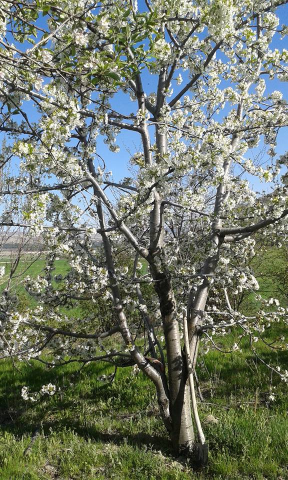 Afyon Emirdağ Yarıkkaya Köyü Resimleri 13