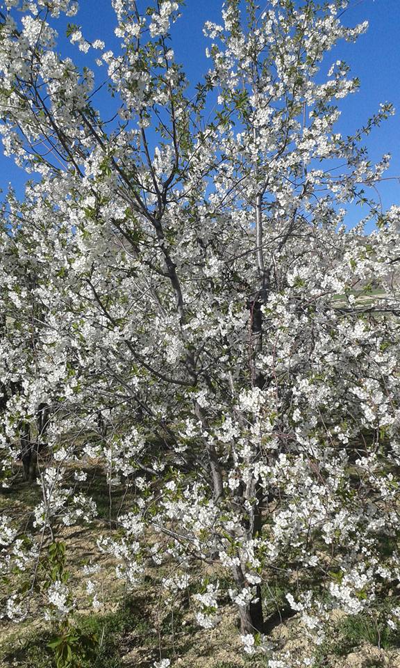 Afyon Emirdağ Yarıkkaya Köyü Resimleri 14