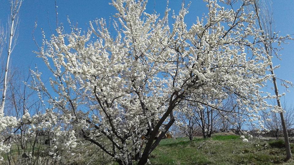 Afyon Emirdağ Yarıkkaya Köyü Resimleri 15