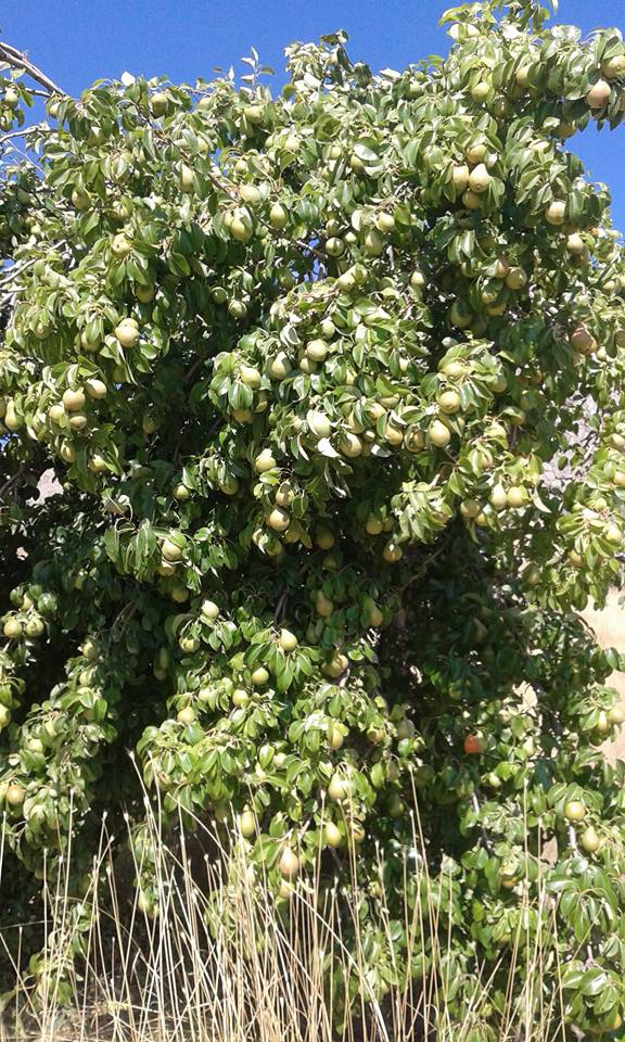 Afyon Emirdağ Yarıkkaya Köyü Resimleri 6