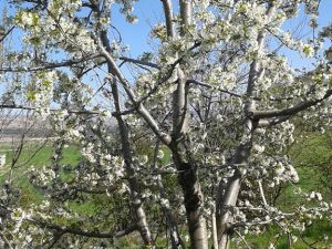 Afyon Emirdağ Yarıkkaya Köyü Resimleri