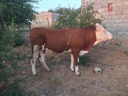 Kızıltepe Çanaklı Köyü Resimleri 3