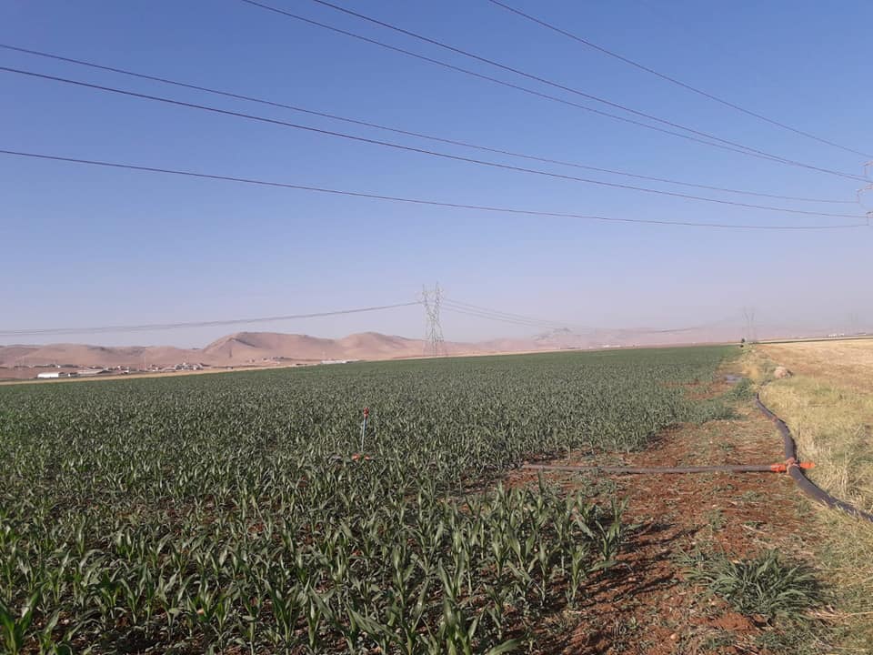 Kızıltepe Damlalı Köyü Resimleri 1