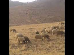 Kızıltepe Doğanlı Köyü Resimleri 4