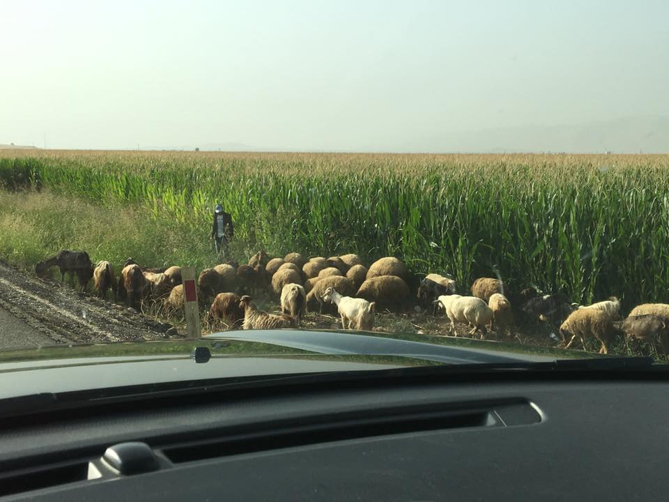 Kızıltepe Dörtyol Köyü Resimleri 2
