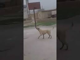 Kızıltepe Ekinlik Köyü Resimleri 2