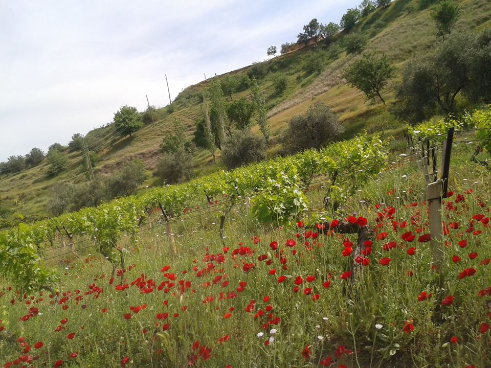 Alaşehir Narlıdere Köyü Resimleri 1