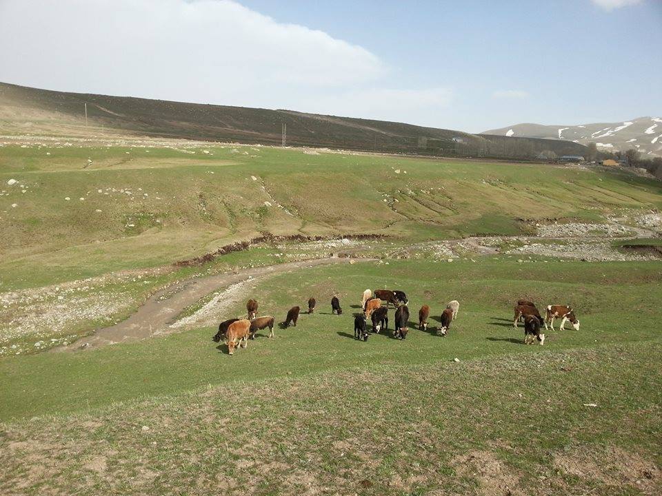 Horasan Arpaçayır Köyü Resimleri 3