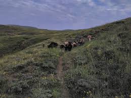 Horasan Aşağıçamlıkale Köyü Resimleri 4