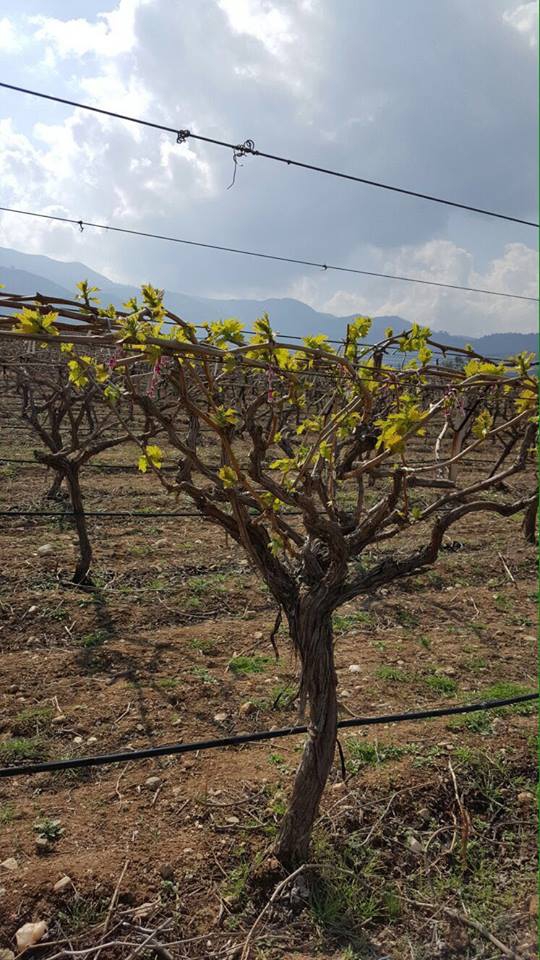Alaşehir Şahyar Köyü Resimleri 4