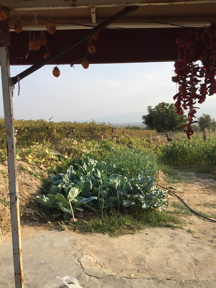 Alaşehir Toygar Köyü Resimleri 7