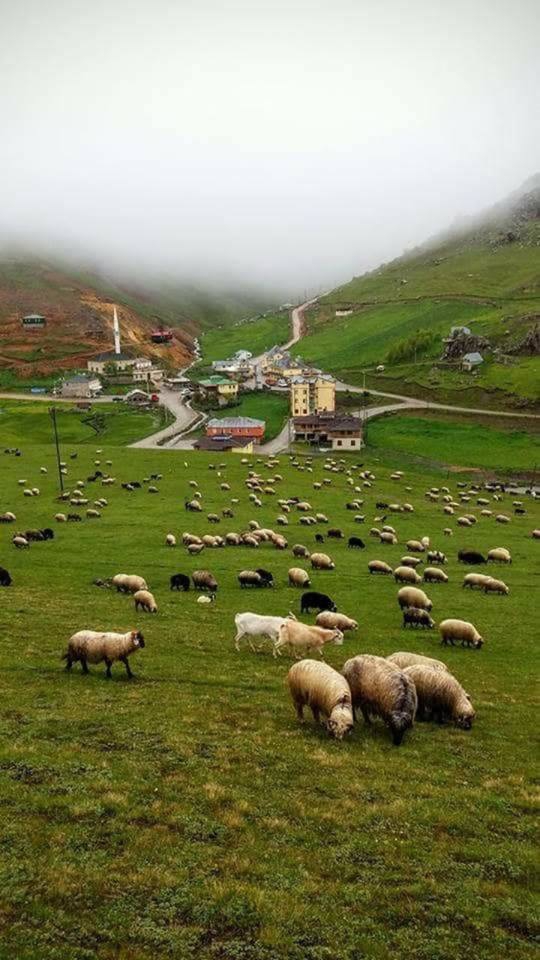 Gümüşhane  Çorak  Köyü Resimleri 4