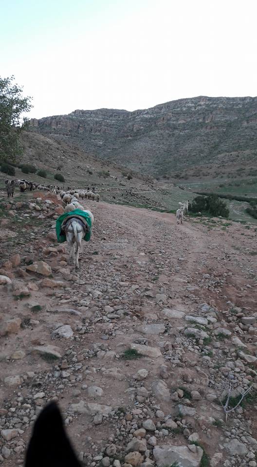 Kızıltepe Gürmeşe Köyü Resimleri 4