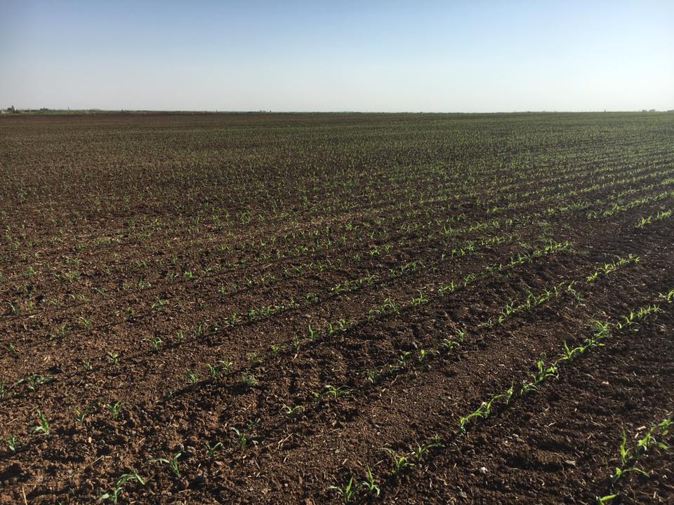 Kızıltepe Hakverdi Köyü Resimleri 1