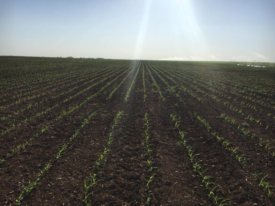 Kızıltepe Hakverdi Köyü Resimleri 2