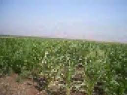 Kızıltepe Küçükayrık Köyü Resimleri 1