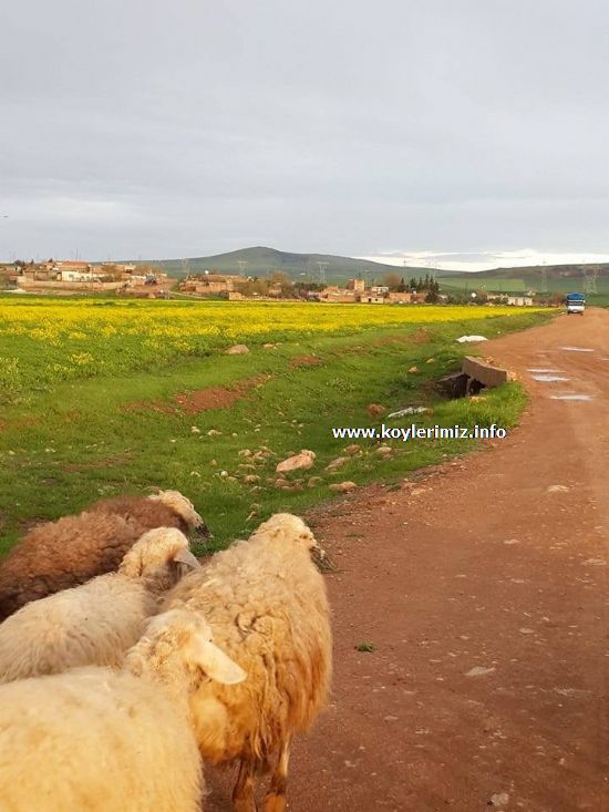 Kızıltepe Tanrıverdi Köyü Resimleri 1