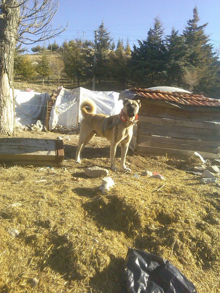 Afyon Sandıklı Ballık Köyü Resimleri 4