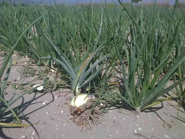 Afyon Sandıklı Kızılca Köyü Resimleri 19