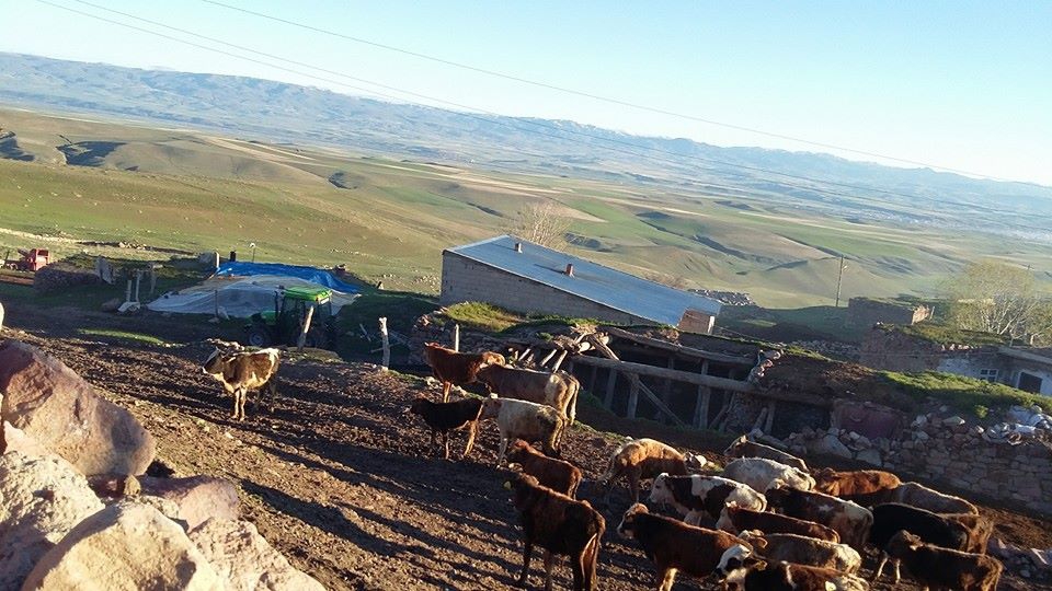 Horasan Dikili Köyü Resimleri 1