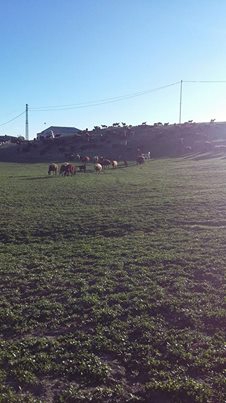 Horasan Dikili Köyü Resimleri 4