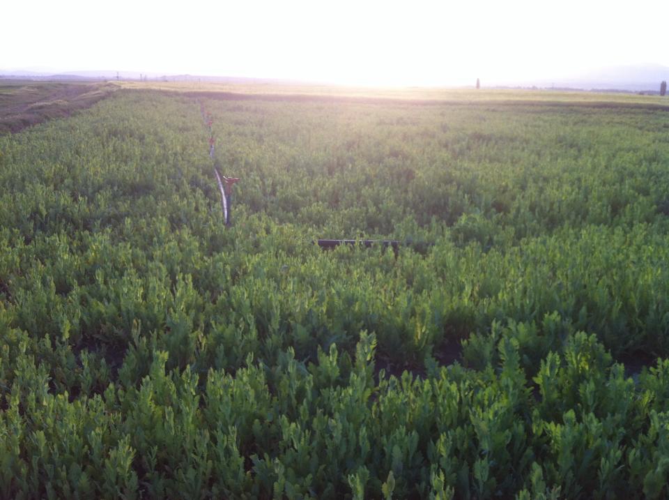 Afyon Sandıklı Kuyucak Köyü Resimleri 10