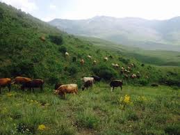 Horasan Saçlık Köyü Resimleri 3