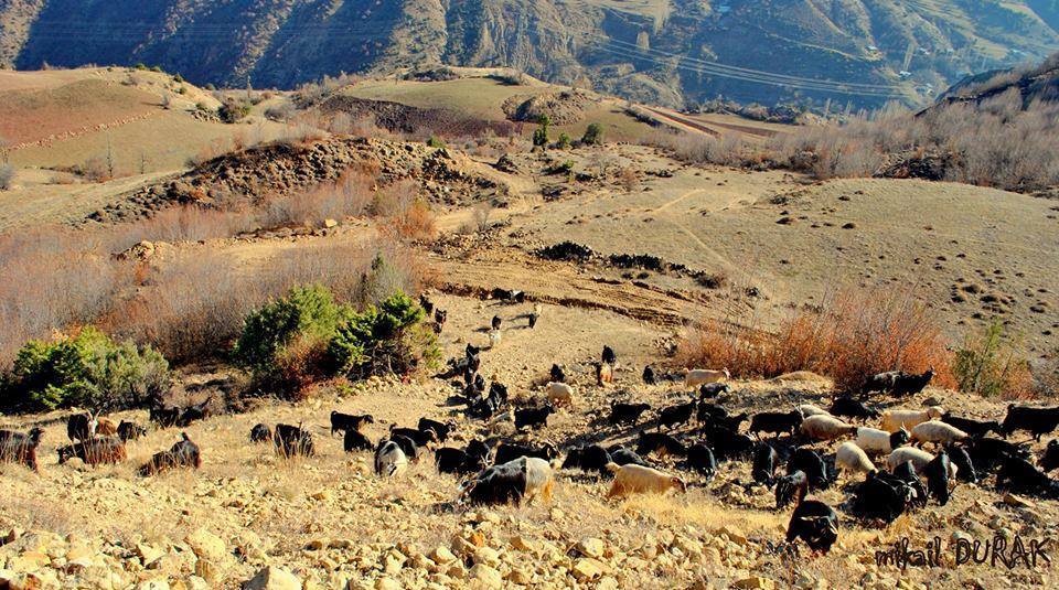 İspir Ardıçlı Köyü Resimleri 8