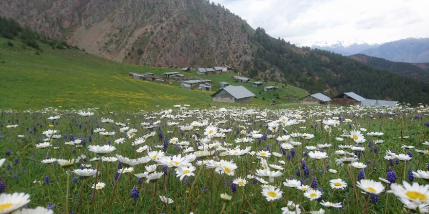 İspir Ardıçlı Köyü Resimleri