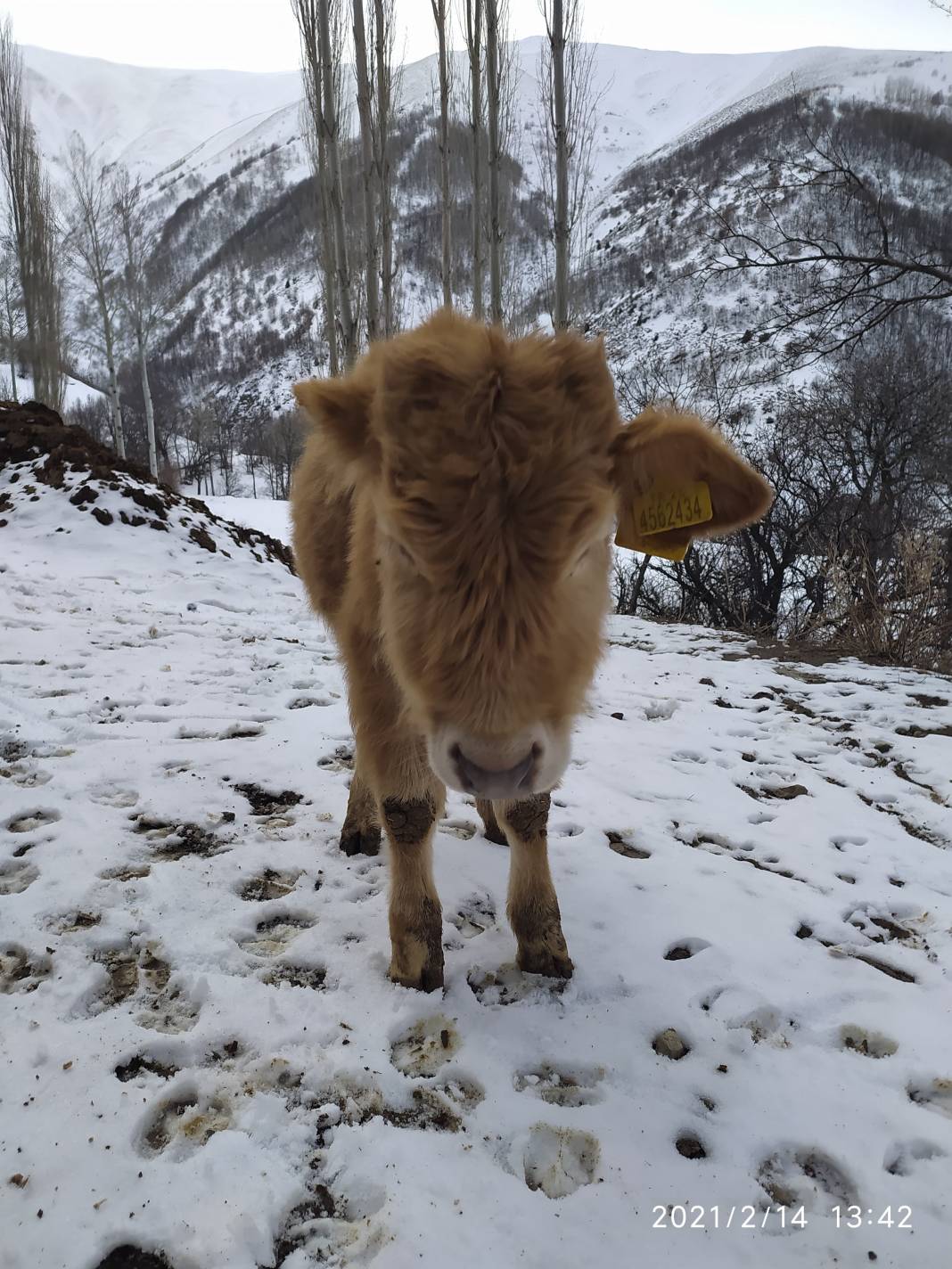 İspir Cankurtaran Köyü Resimleri 12