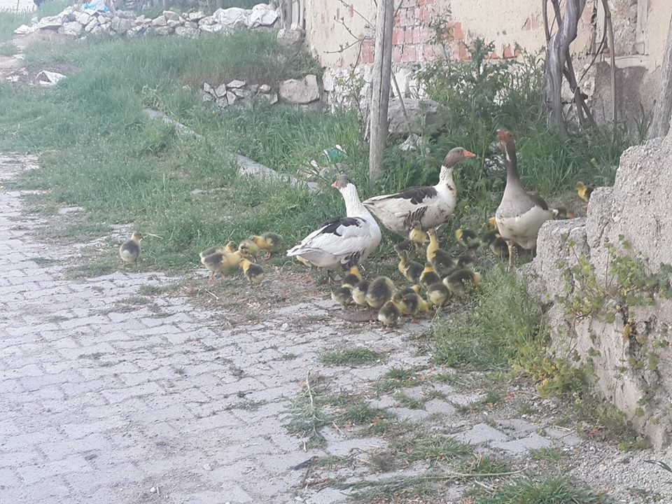 Afyon Sinanpaşa Ayvalı Köyü Resimleri 33