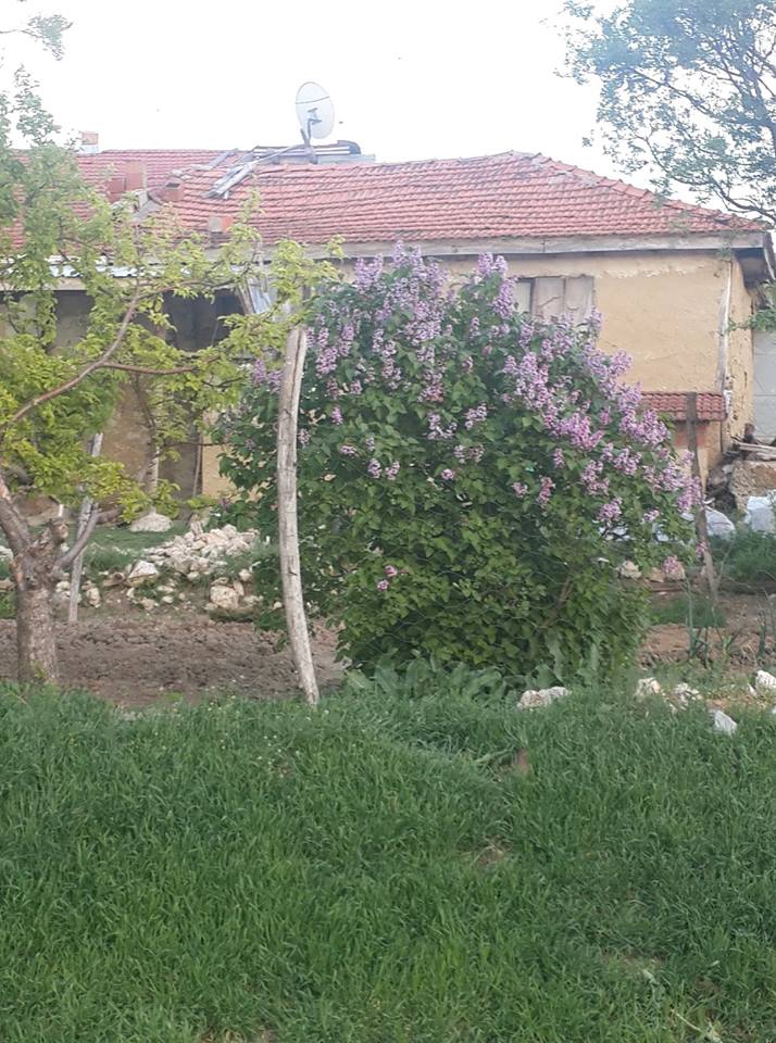Afyon Sinanpaşa Ayvalı Köyü Resimleri 37