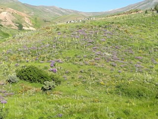İspir Moryayla Köyü Resimleri 2