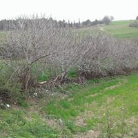 Kırkağaç Bademli Köyü Resimleri 3